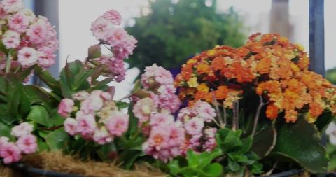 Vibrant pink and orange kalanchoe flowers in woven planter
