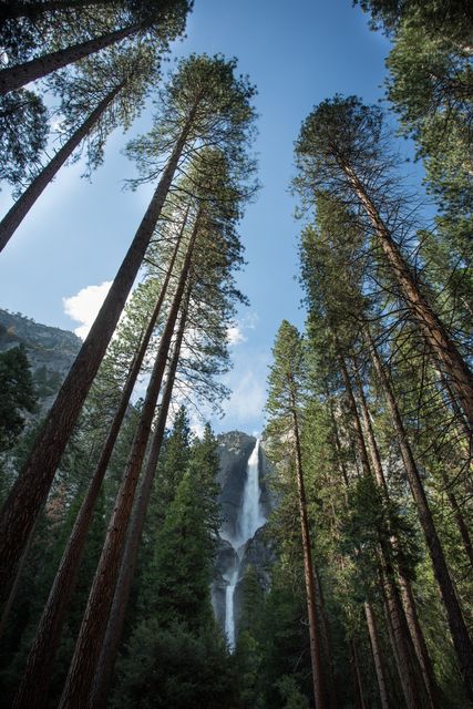 Tall trees in a dense forest reach towards a bright blue sky, with a majestic waterfall visible in the distance. This image can be used to promote outdoor activities, environmental awareness, and travel destination highlights.