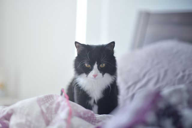 Black and white cat sits on bed in well-lit room. Suitable for use in content related to pets, home living, and domestic life.