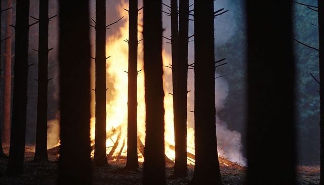 Forest bonfire burning behind pine silhouettes at dusk with smoke and embers