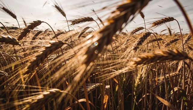 Golden wheat field glowing at golden hour, swaying stalks with long awns