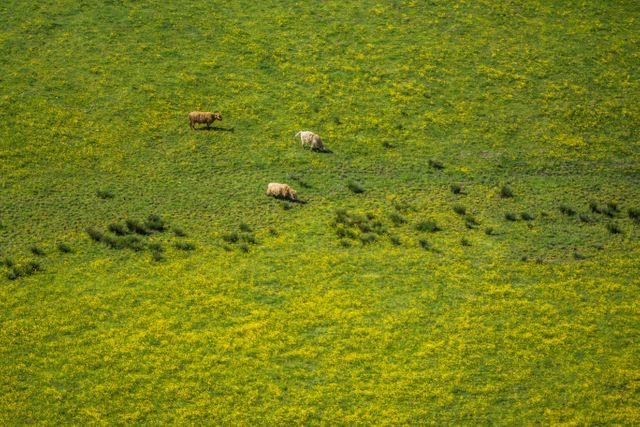 Cows Grazing in Vibrant Green and Yellow Flower Field - Download Free Stock Photos Pikwizard.com
