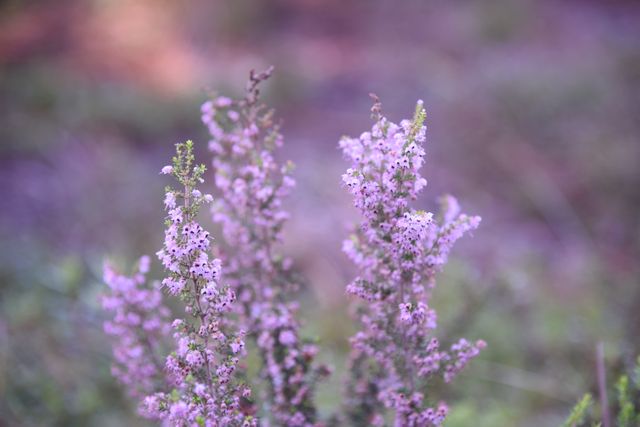 Close-up view of purple heather flowers in full bloom with a blurred green background. Ideal for use in botanical studies, nature-related publications, gardening materials, or as aesthetic visuals for home decor projects.