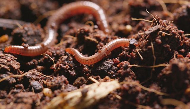 Crawling glossy earthworm moving across moist garden soil displaying roots and humus