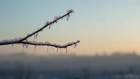 Sunlight melting icicles on bare branch at sunrise, slow dripping and sparkling close-up
