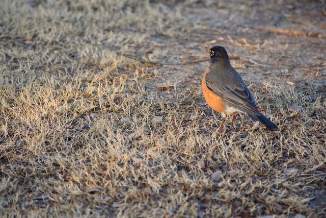 American robin standing on dry grass, typically seen in autumn. Features red breast and grey feathers. Perfect for use in nature-related content, wildlife articles, ornithology studies, avian blogs, and environmental conservation campaigns.