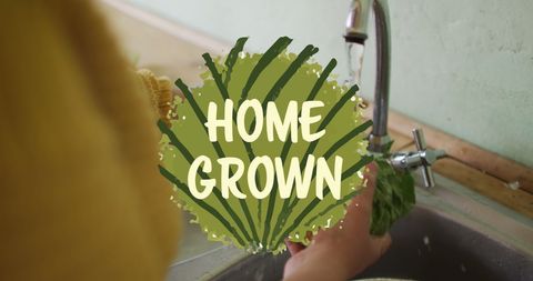 Hands washing organic vegetables with home grown concept