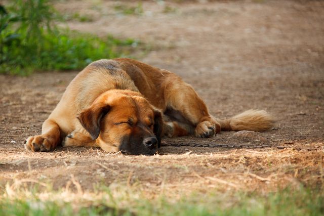 Dog peacefully sleeping on dirt ground in outdoor setting during summer. Suitable for themes related to pets, animal behavior, relaxation, and nature. Useful for promoting content about pet care, outdoor activities, and veterinary services.