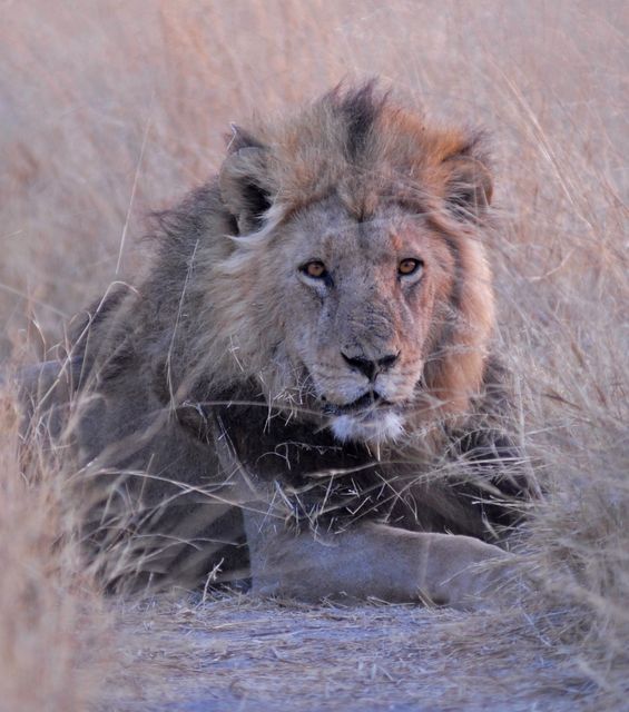Male lion resting in tall dry grass of African savanna - Download Free Stock Photos Pikwizard.com