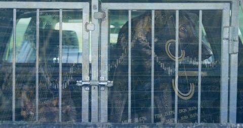 Dog in vehicle crate with overlay of financial market charts