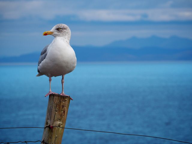 Seagull Perched on Wooden Post Overlooking Ocean - Download Free Stock Photos Pikwizard.com