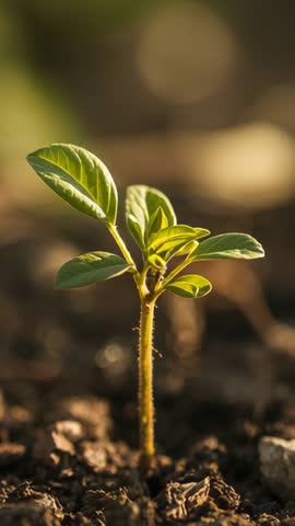 Emerging green seedling sprouting from soil, growing toward sunlight in golden backlight
