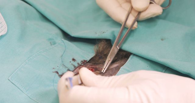 Veterinarian Performing Surgery on Animal in Operating Room - Download Free Stock Images Pikwizard.com