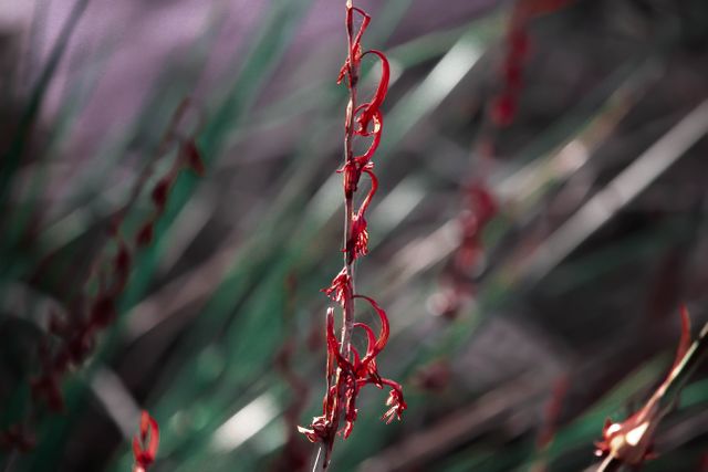 Close-Up of Plant Stem with Red Seasonal Leaves - Download Free Stock Images Pikwizard.com