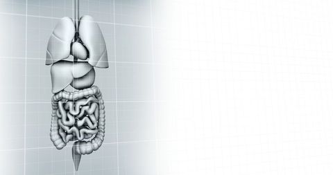 Human Internal Organs and Technological Graph Representation