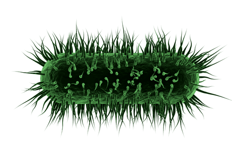 Transparent green bacteria with spiky projections