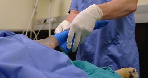 Veterinary surgeon bandaging dog's leg in operating room