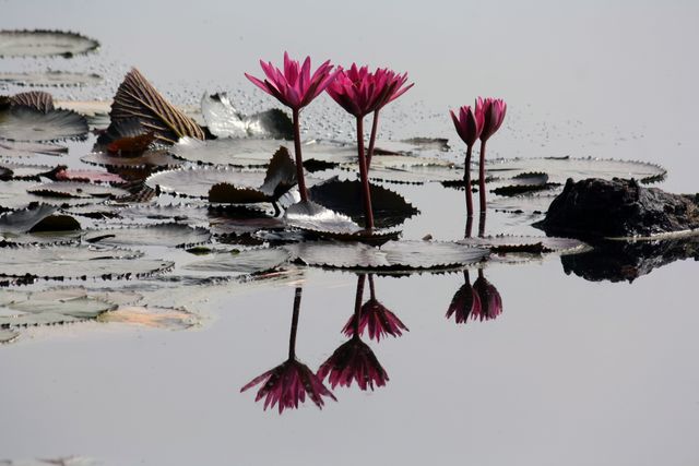 Tranquil Pink Water Lilies Reflecting in Calm Pond Water - Download Free Stock Photos Pikwizard.com