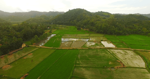 aerial view of lush rice fields with mountain background silence - Download Free Stock Videos Pikwizard.com