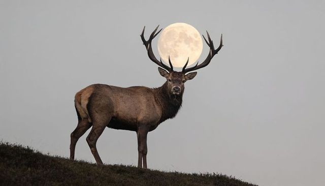 Majestic stag standing on ridge, framing full moon between antlers, moonlit wilderness