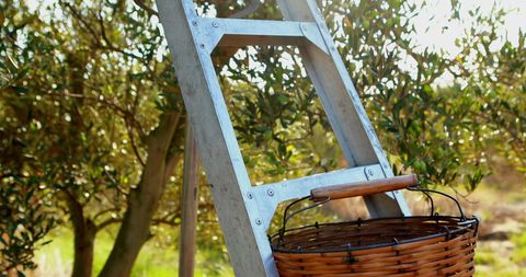 Wooden ladder and wicker basket in sunny olive grove