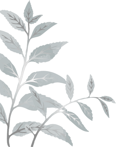 transparent botanical branch with long leaves design - Download Free Stock Videos Pikwizard.com