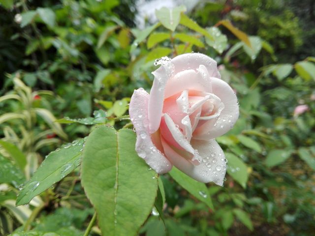 Soft pink rose adorned with dew drops among lush green foliage. Perfect for romantic-themed decor, nature blogs, greetings cards, or as inspiration for gardening enthusiasts.