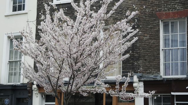 Cherry blossom tree with lush pink flowers blooming in front of brick residential buildings, capturing the beauty of springtime in an urban neighborhood. Suitable for use in articles about urban nature, residential areas, spring season, or as decorative wall prints.
