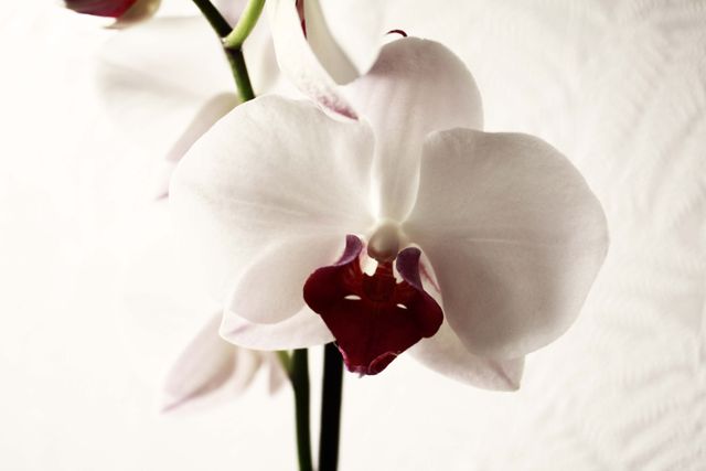 Close-up of a white orchid flower with a striking red center, set against a soft white background. Ideal for nature-themed projects, home decor ideas, botanical studies, or floral arrangements. Perfect for adding a touch of elegance and tranquility to any design.