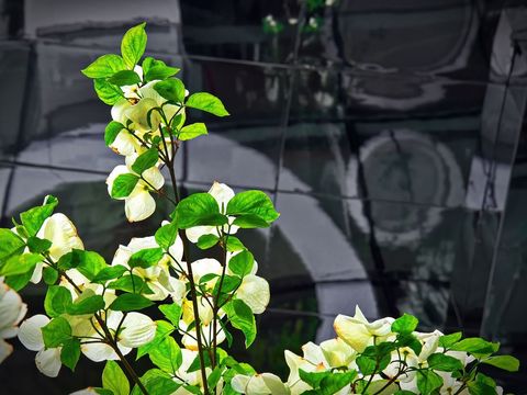 Vibrant branches of white blossoming dogwood tree against reflective background