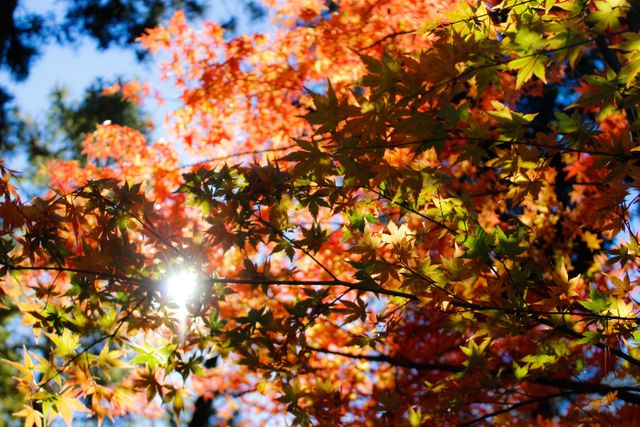 Sunlight Filtering through Colorful Autumn Leaves in Forest - Download Free Stock Photos Pikwizard.com