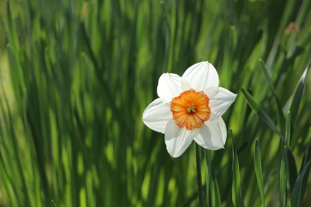 White daffodil with orange center blooming amidst green foliage. Perfect for gardening blogs, nature photography, floral decoration adverts, and educational botany materials.