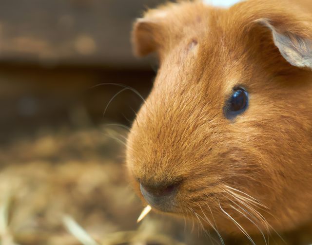 Close-up of an adorable brown guinea pig looking curious. Perfect for pet-related articles, presentations, blogs about rodent care, and advertisements for pet products.