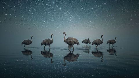 Majestic night walk of flightless emu birds under starry sky