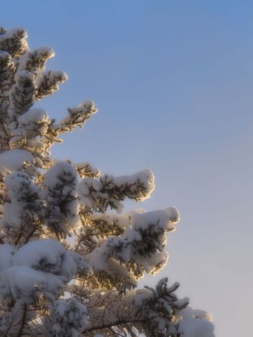 Snow-Covered Pine Tree Branch at Sunset