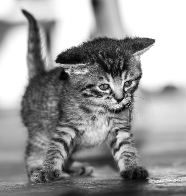 An adorable striped tabby kitten walking indoors. The black and white photograph emphasizes its delicate features and playful demeanor. Perfect for use in cat lover projects, veterinary promotion, pet adoption campaigns, or as part of home decor.