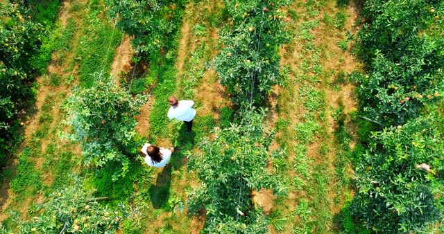 Aerial View of Farmers Walking Through Apple Orchard - Download Free Stock Images Pikwizard.com