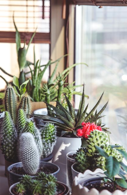 Various Succulents and Cacti on Indoor Windowsill - Download Free Stock Photos Pikwizard.com