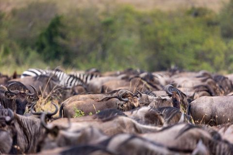 Wildebeest herd migrating across african savannah with zebra stripes in background