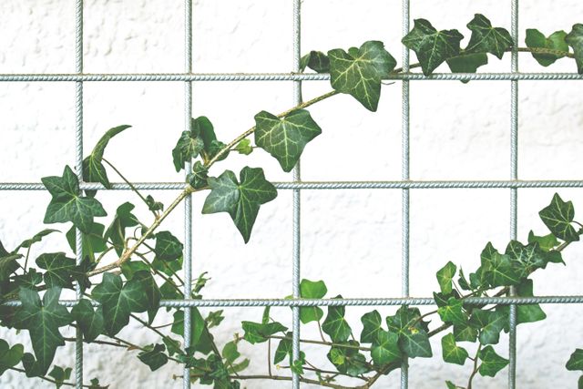 Green ivy vine growing and winding up around a metal fence, creating a natural, textured pattern against a white background. Ideal for usage in gardening blogs, nature-themed websites, décor design, and environmental presentations.