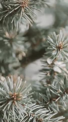 Vertical macro video focusing on pine needles revealing new buds with soft bokeh and radial detail