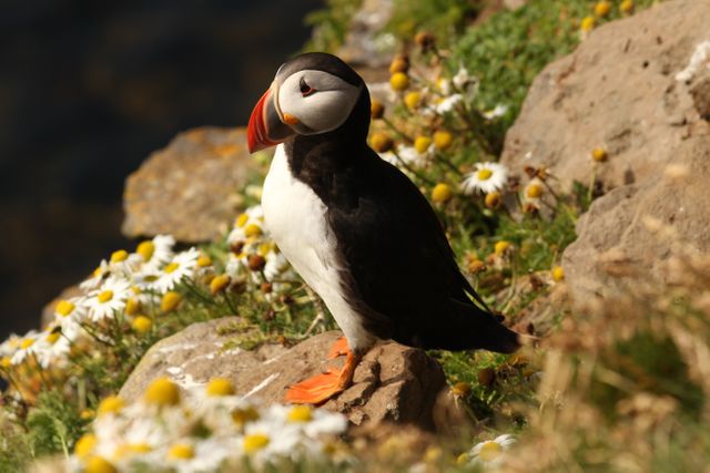 Puffin stands gracefully on a rock in a meadow filled with blooming white and yellow flowers. Its vibrant orange beak and feet stand out against its black and white feathers. Useful for wildlife, nature, and travel content showcasing beauty of natural habitats and bird watching.