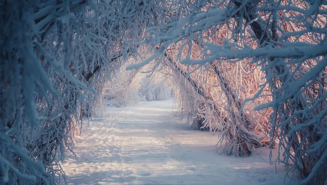 Luminous Snow-Covered Pathway Through Frosty Enchanted Forest