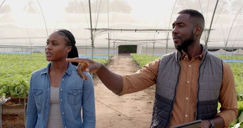 African American Team Discussing Hydroponic Techniques in Greenhouse