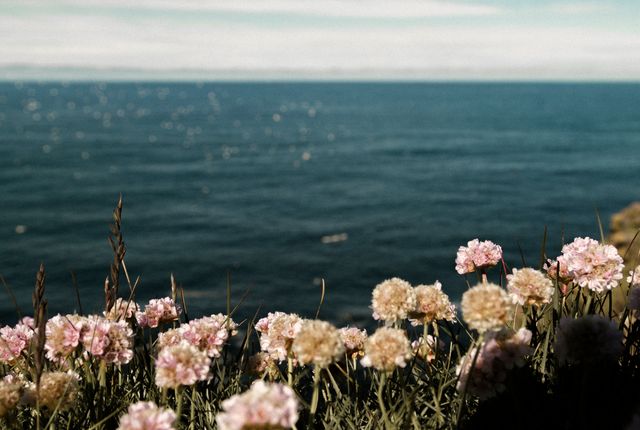Showing blooming flowers on coastal grass with the ocean in the background and a cloudy sky above. Desirable for use in travel blogs, nature magazines, wellness websites promoting relaxation, desktop wallpapers, or inspirational posters with nature themes.