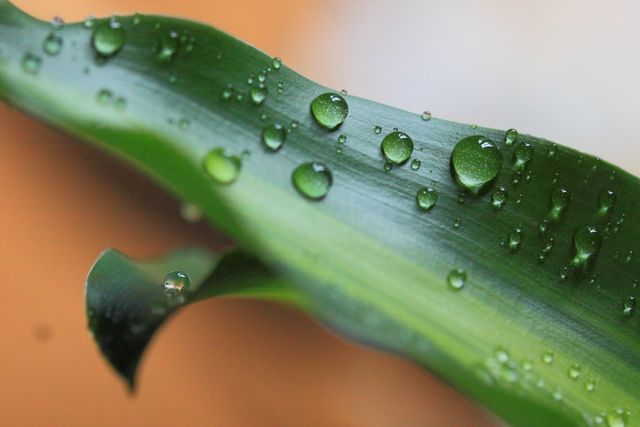 Detailed close-up of green leaf with water droplets emphasizes nature's beauty and freshness. Useful for environmental themes, nature articles, gardening websites, or eco-friendly product advertising.