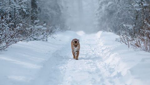 Eurasian lynx walking along snowy forest trail with paw prints and misty evergreens