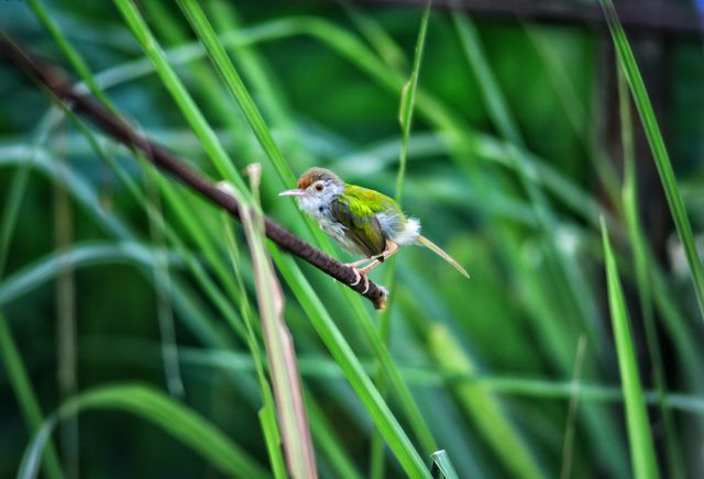 Small green bird perching elegantly on a branch surrounded by lush green foliage. The detailed feathers and natural surroundings make it ideal for use in nature-themed projects, educational materials on wildlife, digital wallpapers, or birdwatching blogs.