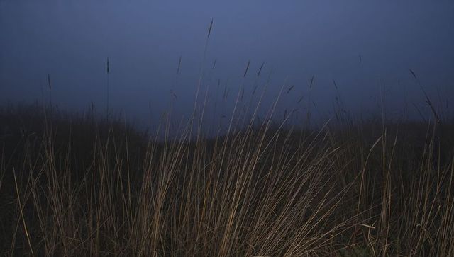 Foggy coastal dune swaying dry grasses at dawn with reedlike seed heads