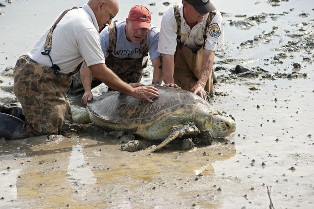 CAPE CANAVERAL, Fla. -- Harold Morrow with the U.S. Fish and Wildlife Service (FWS), left, Eric Reyier with Innovative Health Applications LLC and James Lyon with FWS help a green sea turtle move into deeper water at the Merritt Island National Wildlife Refuge in Florida. The female turtle, weighing about 350 pounds, became stuck on an impoundment in fresh water near NASA Kennedy Space Center's Launch Pad 39A.    The refuge, located on Kennedy property, is a habitat for more than 310 species of birds, 25 mammals, 117 fish and 65 amphibians and reptiles. Photo credit: NASA/Carl Winebarger
